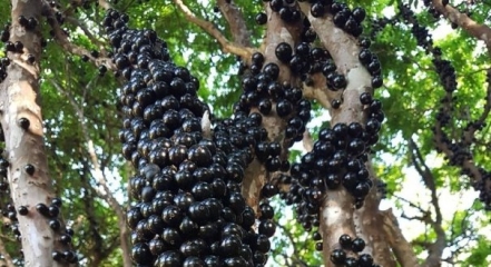 Jabuticaba 1 240